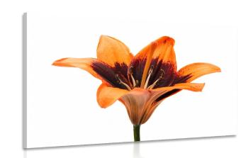 Obraz lilia pomarańczowa - 60x40