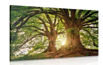 Obraz majestatyczne drzewa - 120x80