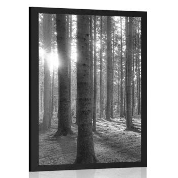 Plakat słoneczny poranek w lesie w czerni i bieli