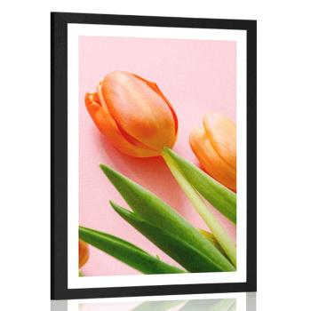 Plakat z passe-partout  elegancki tulipan - 60x90 white