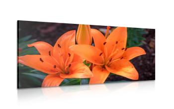 Obraz lilia pomarańczowa - 120x60