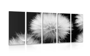 5-częściowy obraz czarno-biały mniszek lekarski - 100x50