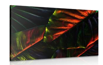 Obraz liście palmy tropikalnej - 120x80