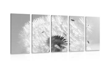 5-częściowy obraz szczegół mniszka lekarskiego w wersji czarno-białej - 100x50