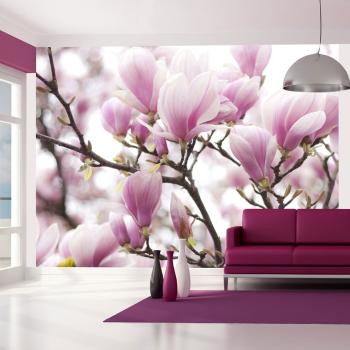 Fototapeta Kwitnąca magnolia - 400x309