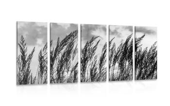 5-częściowy obraz trawa w czarnobiałym kolorze - 100x50