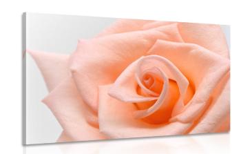 Obraz róża w odcieniu brzoskwiniowym - 120x80