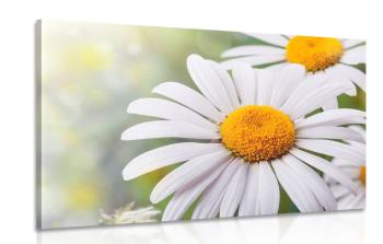 Obraz kwiaty margerytki - 90x60