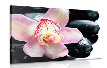 Obraz egzotyczna orchidea - 120x80