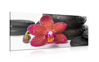 Obraz orchidea i kamienie Zen na białym tle