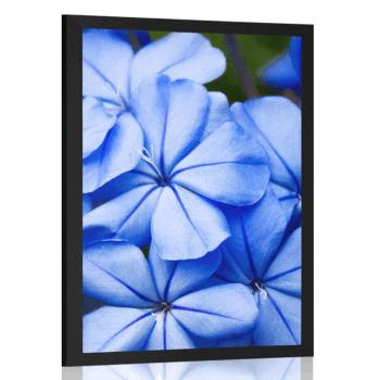 Plakat dzikie niebieskie kwiaty - 30x45 silver