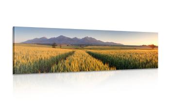 Obraz zachód słońca nad polem pszenicy - 150x50