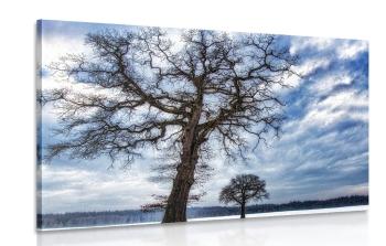 Obraz drzewa w zimie - 60x40