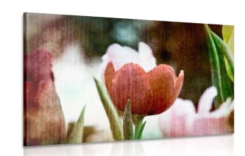 Obraz tulipanowa łąka w stylu retro - 120x80