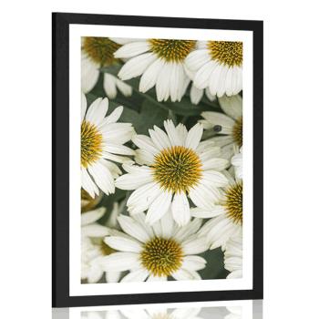 Plakat z passe-partout lecznicze kwiaty rumianku - 40x60 black