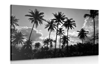 Obraz palmy kokosowe na plaży w wersji czarno-białej - 90x60