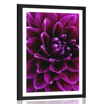 Plakat z passe-partout purpurowo fioletowy kwiat - 30x45 silver