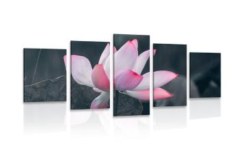 5-częściowy obraz delikatny kwiat lotosu - 100x50