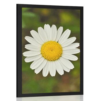 Plakat kwiaty stokrotki - 40x60 white