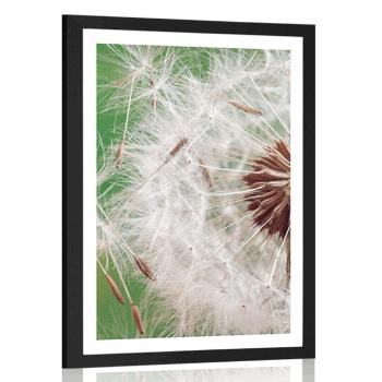 Plakat z passe-partout nasiona dmuchawca - 20x30 white