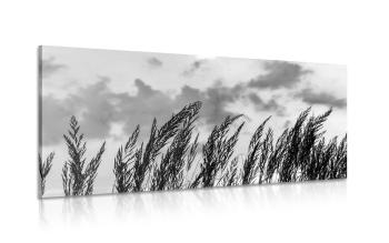Obraz trawa przy zachodzącym słońcu w wersji czarno-białej - 100x50