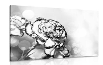 Obraz piękne kwiaty goździka w wersji czarno-białej