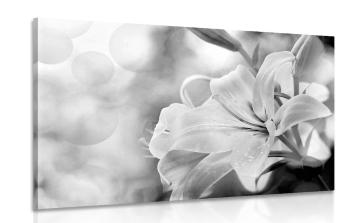 Obraz kwiat lilii na abstrakcyjnym tle w wersji czarno-białej - 60x40