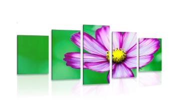 5-częściowy obraz ogrodowe kwiaty stokrotki - 100x50