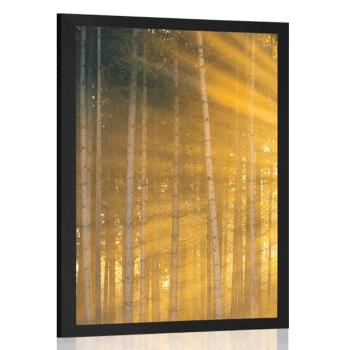 Plakat słońce za drzewami - 40x60 black