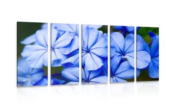 5-częściowy obraz dzikie niebieskie kwiaty