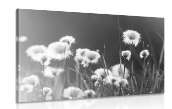 Obraz trawa bawełniana w wersji czarno-białej