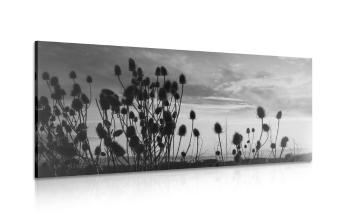Obraz źdźbła trawy na polu w wersji czarno-białej