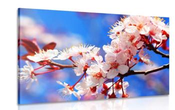 Obraz kwiat wiśni - 120x80