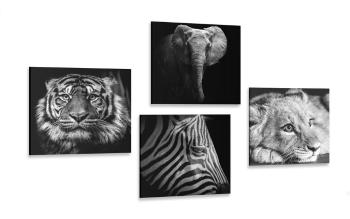 Zestaw obrazów dzikie zwierzęta w wersji czarno-białej - 4x 40x40