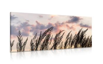 Obraz trawa przy zachodzącym słońcu - 100x50