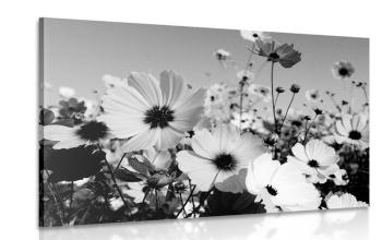 Obraz łąka wiosennych kwiatów w wersji czarno-białej
