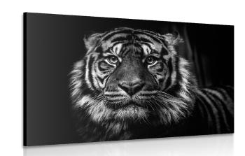 Obraz tygrys w wersji czarno-białej - 120x80