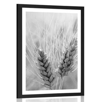 Plakat z passe-partout pole pszenicy w czerni i bieli - 20x30 silver