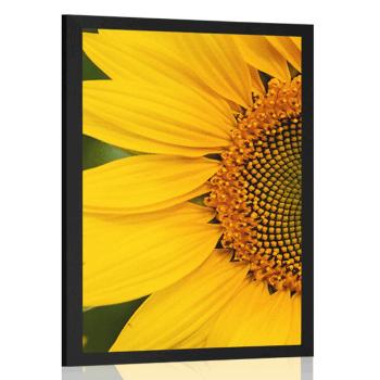 Plakat żółty słonecznik - 30x45 white