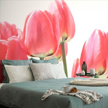 Samoprzylepna fototapeta czerwone tulipany polne