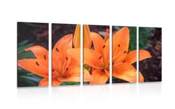 5-częściowy obraz pomarańczowa lilia - 100x50