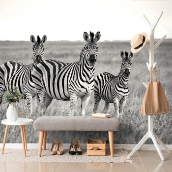 Fototapeta trzy czarno-białe zebry na sawannie - 300x200