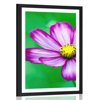 Plakat z passe-partout kwiat wiesiołka ogrodowego - 30x45 white