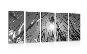 5-częściowy obraz polna trawa w wersji czarno-białej - 100x50