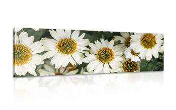 Obraz kwiaty rumianku lekarskiego - 150x50