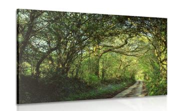 Obraz bajkowy las - 120x80