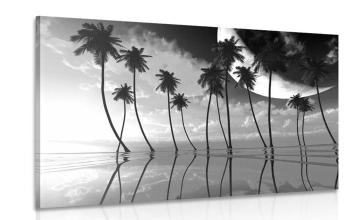 Obraz zachód słońca nad tropikalnymi palmami w wersji czarno-białej