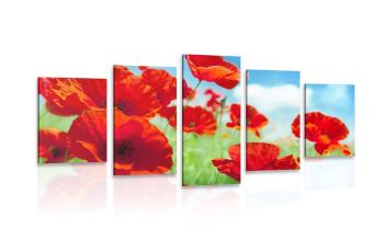 5-częściowy obraz kwiaty maków na łące - 100x50