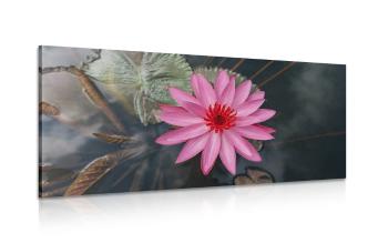 Obraz uroczy kwiat lotosu - 100x50
