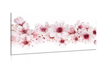Obraz kwiaty wiśni - 100x50